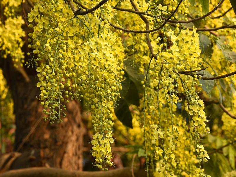 Golden Shower Tree